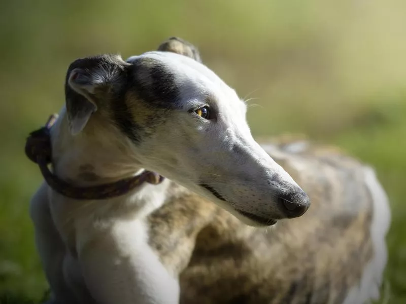 Greyhound dog breed