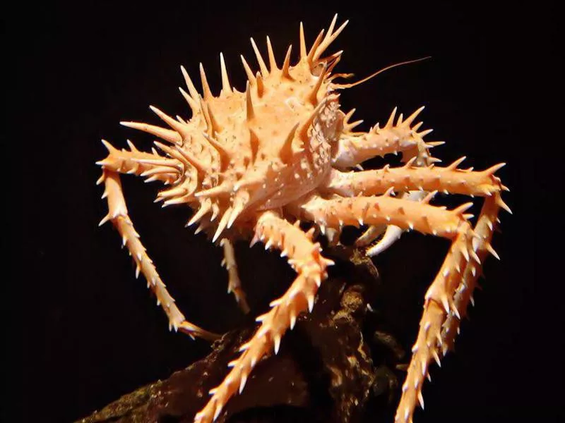 Spiny King Crab