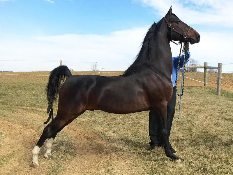 Morgan horse