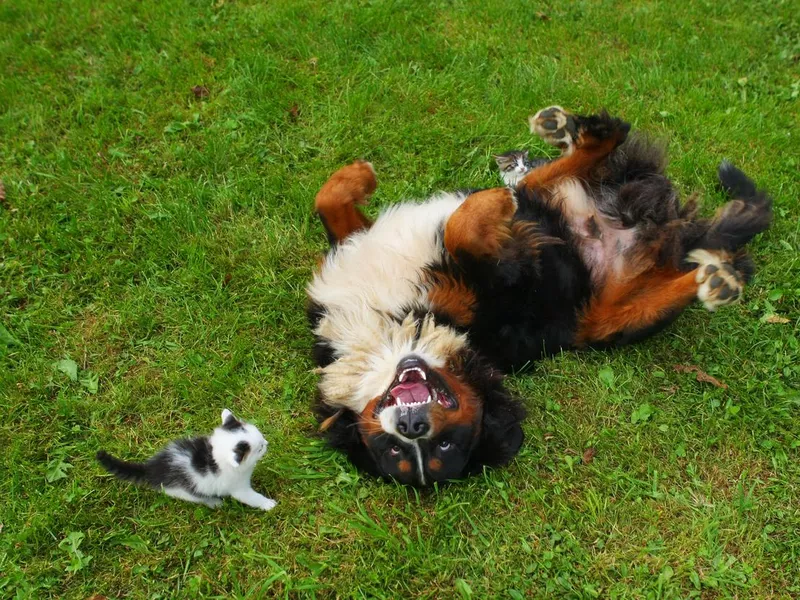 Bernese mountain dog and a young cat