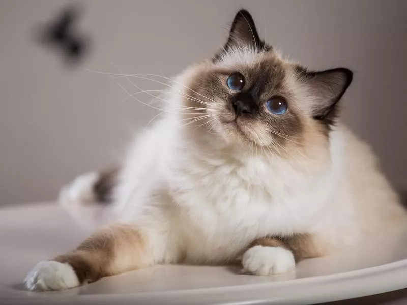 Birman