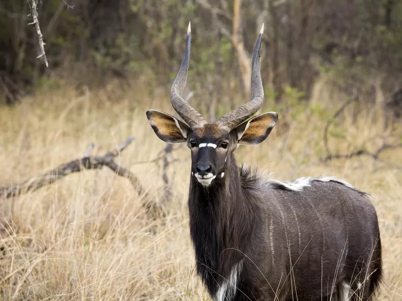 A close-up of a Nyala antelope standing in the tall grass