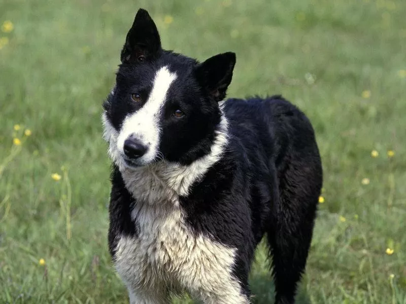 Karelian bear dog