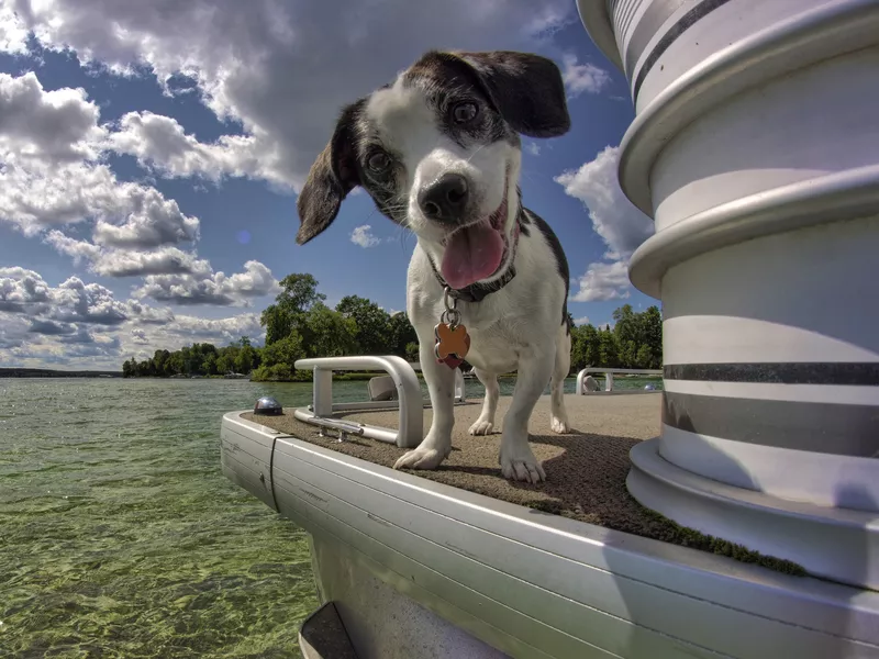 Traveling dog on boat