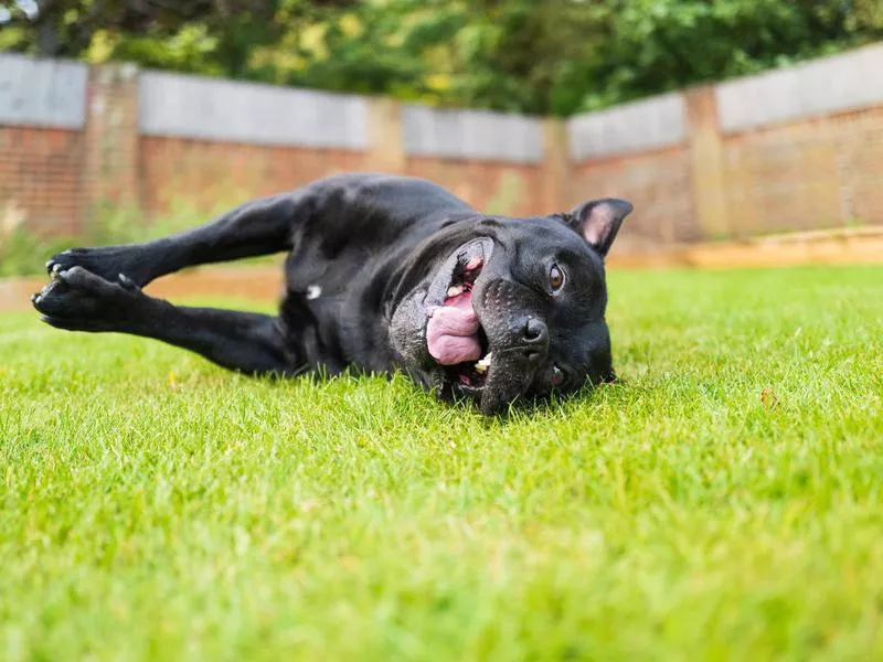 Staffordshire Bull Terrier dog lying on his side on grass smiling, looking at the camera taken at ground level.