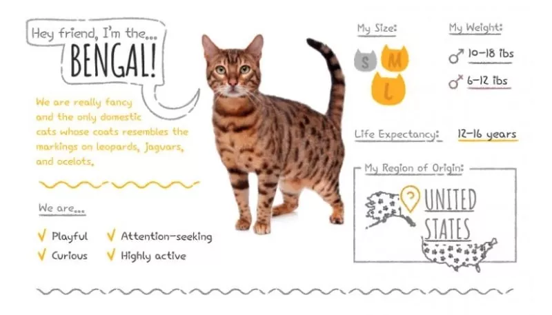 bengal cat stats