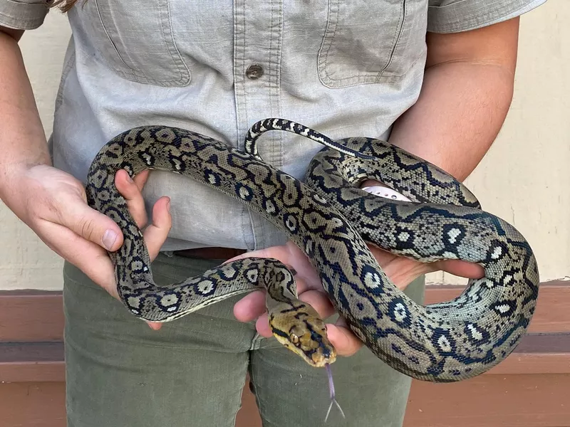 A captive python