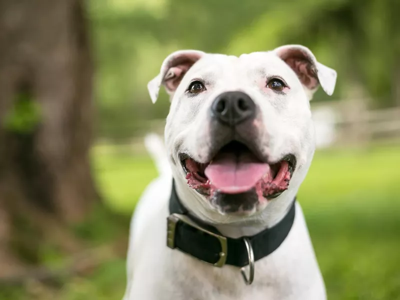 A happy American Bulldog