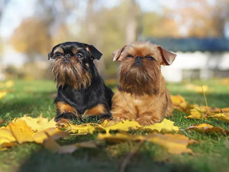 Brussels Griffon