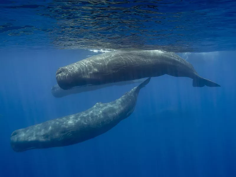 Sperm Whales