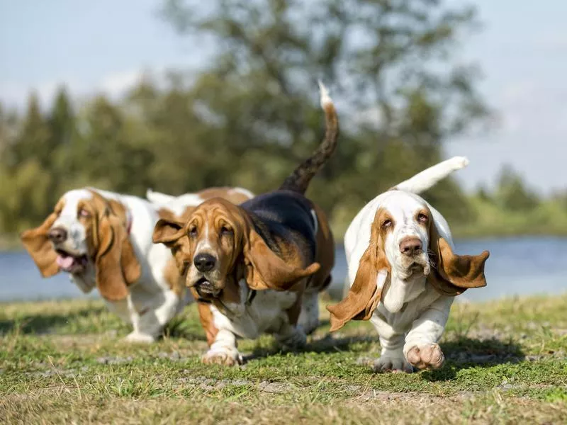 basset hound