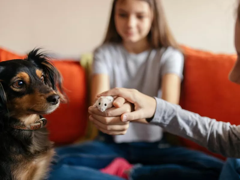 Playing with a domestic hamster/lemming and a dog at home