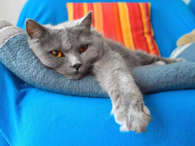 Chartreux