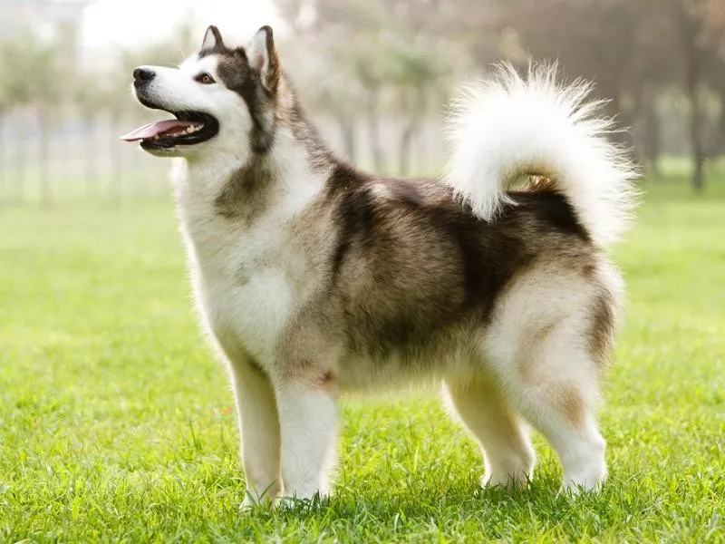 Alaskan Malamute