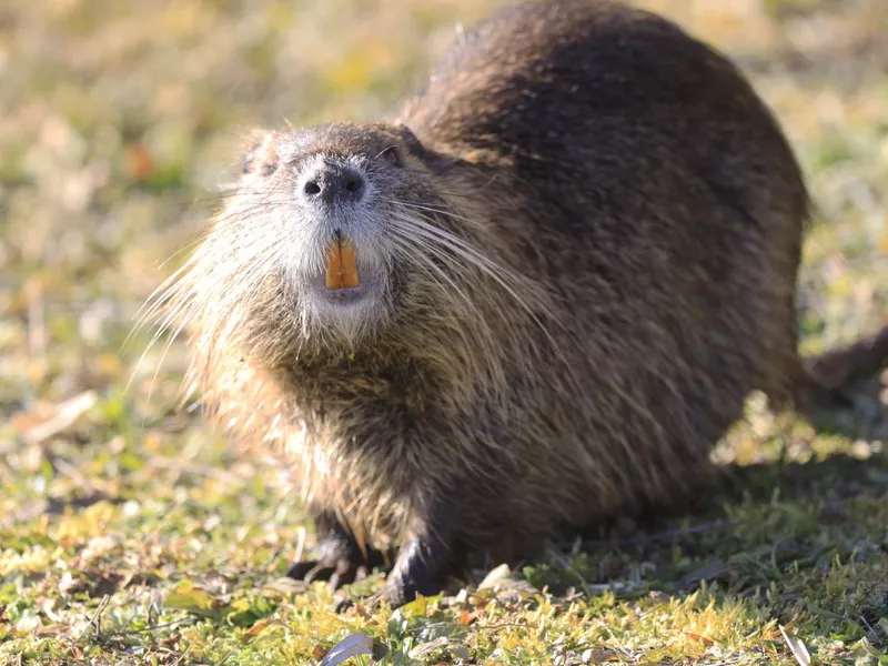 Nutria (myocastor coypus) in a Park, Heilbronn, Germany