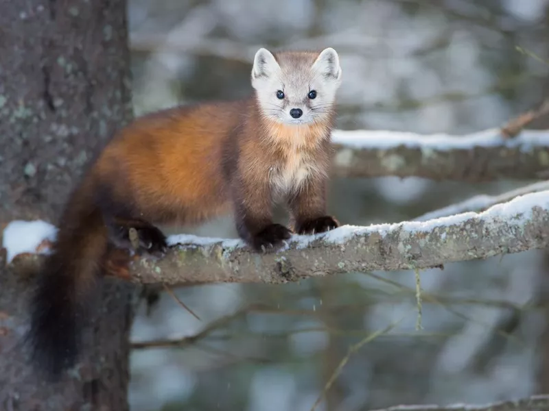 Pine Marten