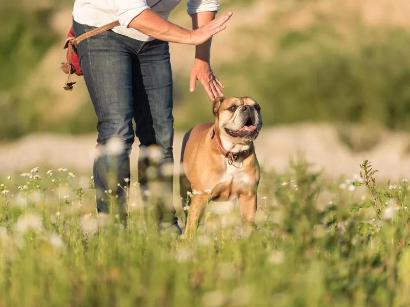 Bulldog and his trainer