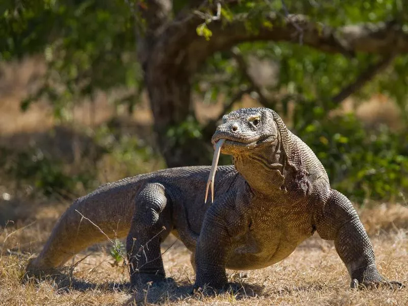 Komodo dragon in Komodo Island