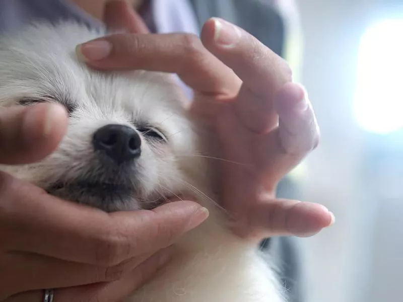 Dog Massage