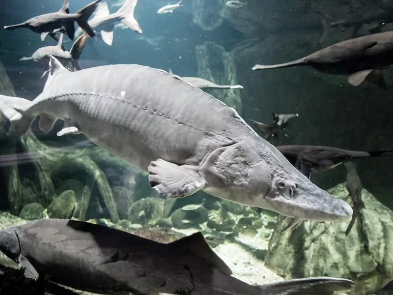 Beluga Sturgeon