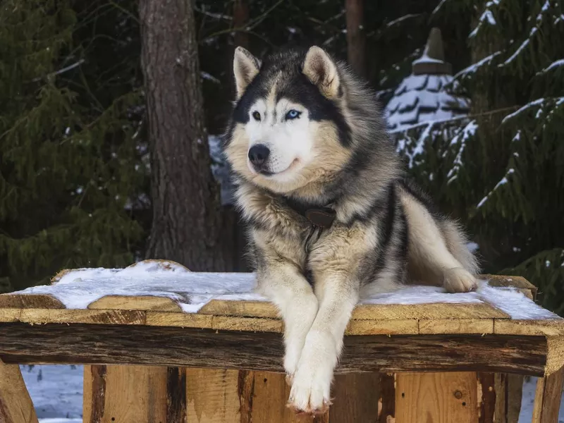 Alaskan malamute