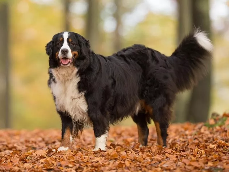 Bernese Mountain Dog