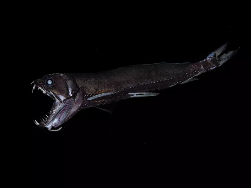 Deep-sea dragonfish