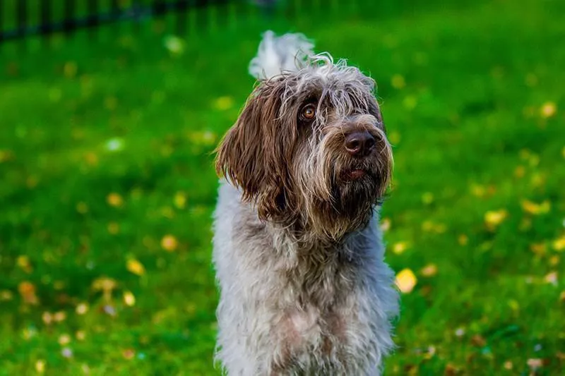 Otterhound