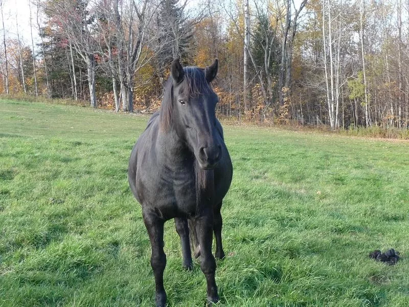 Canadian Horse