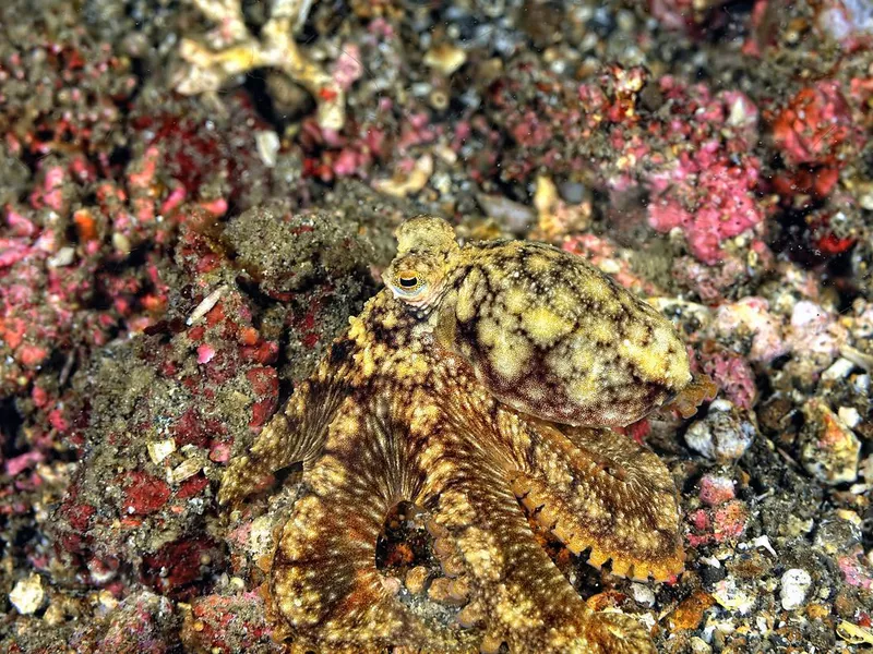 A coconut octopus