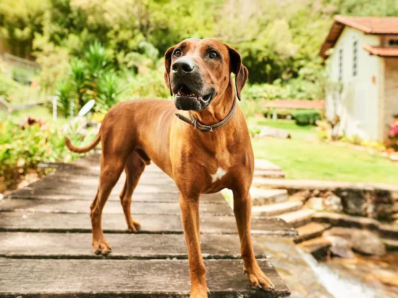 Rhodesian Ridgeback