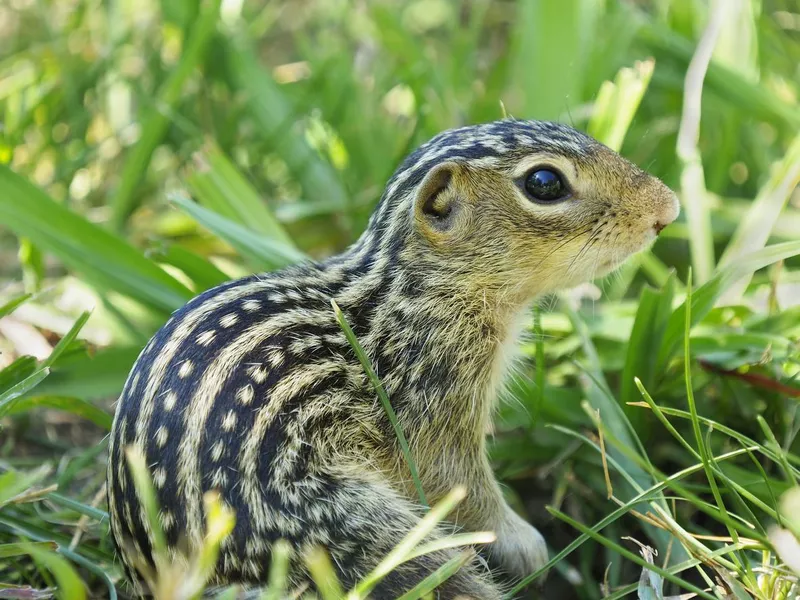 Thirteen Lined Ground Squirrel