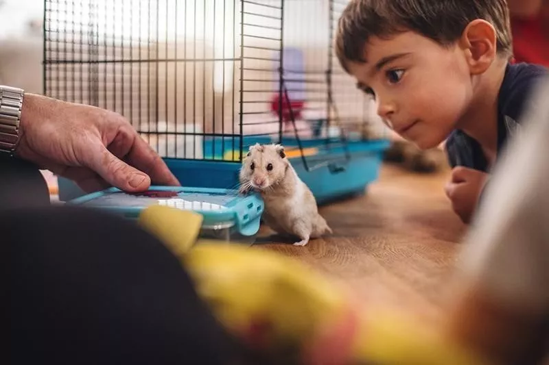 family and pet hamster