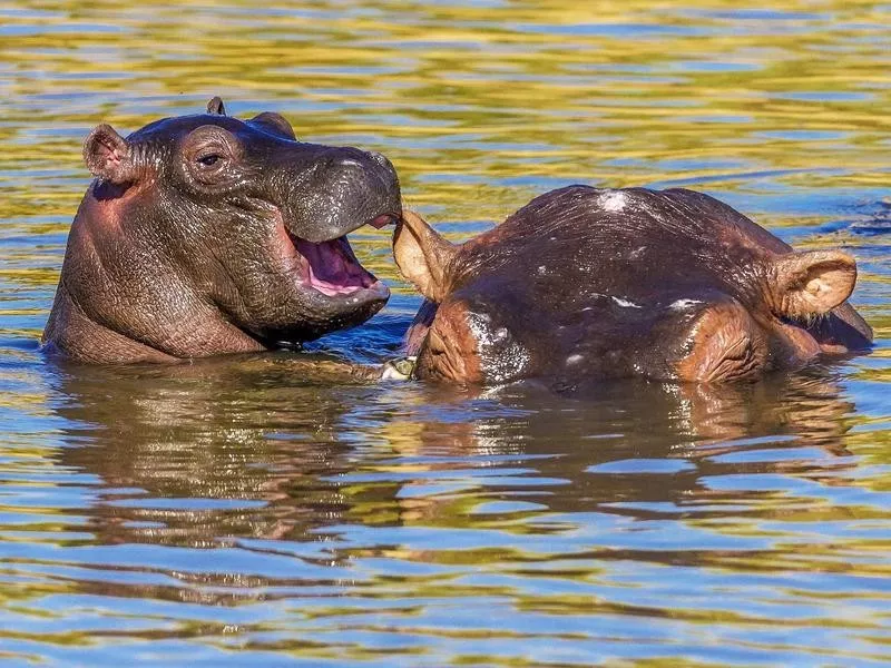 hippo