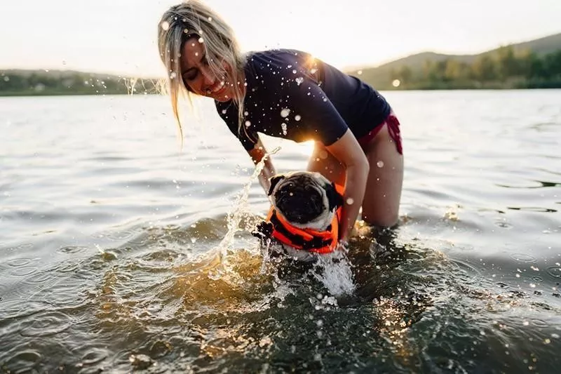 pug on the lake