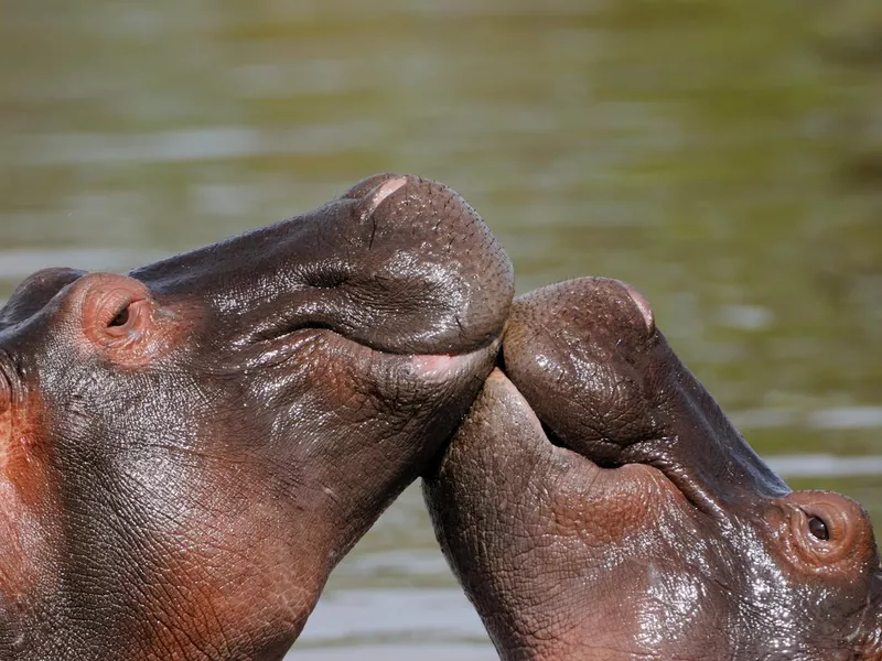 Kissing hippos