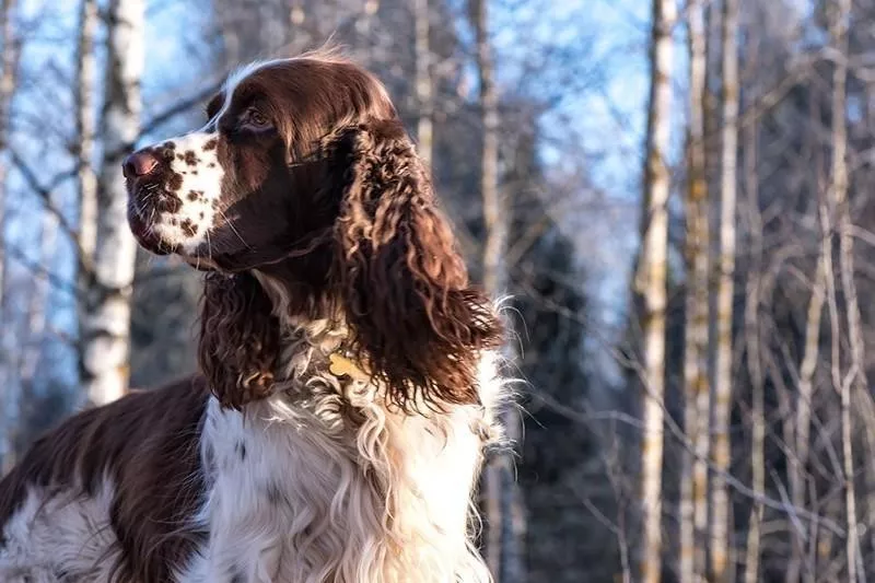 English Springer Spaniel