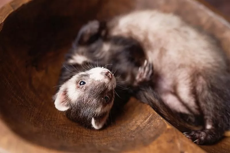 Ferret