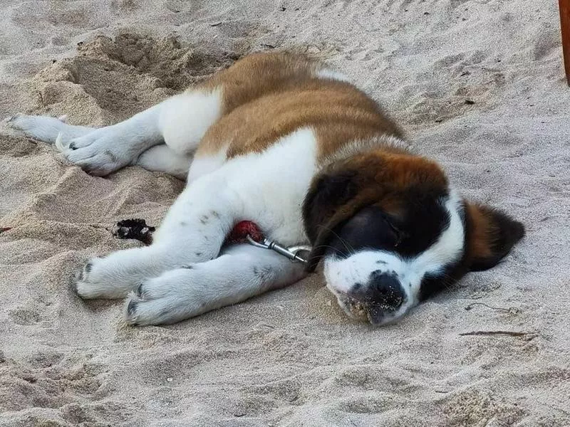 Saint Bernard Puppy