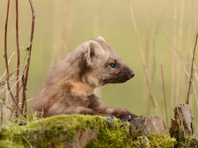 Pine Marten