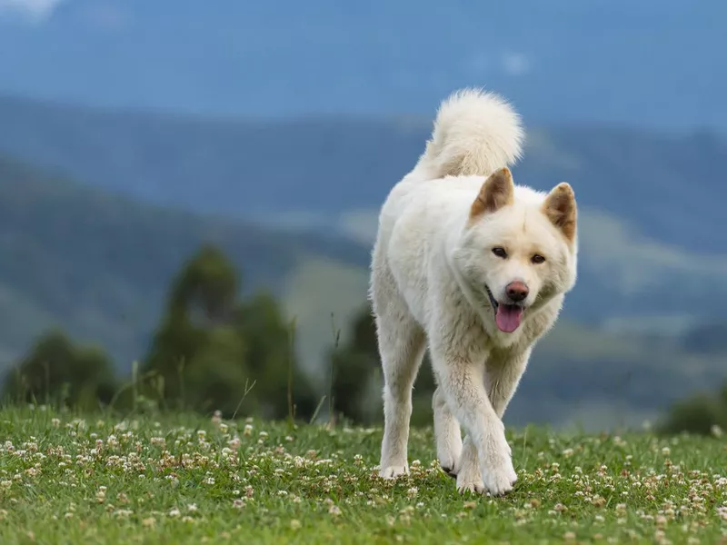 Akita dog