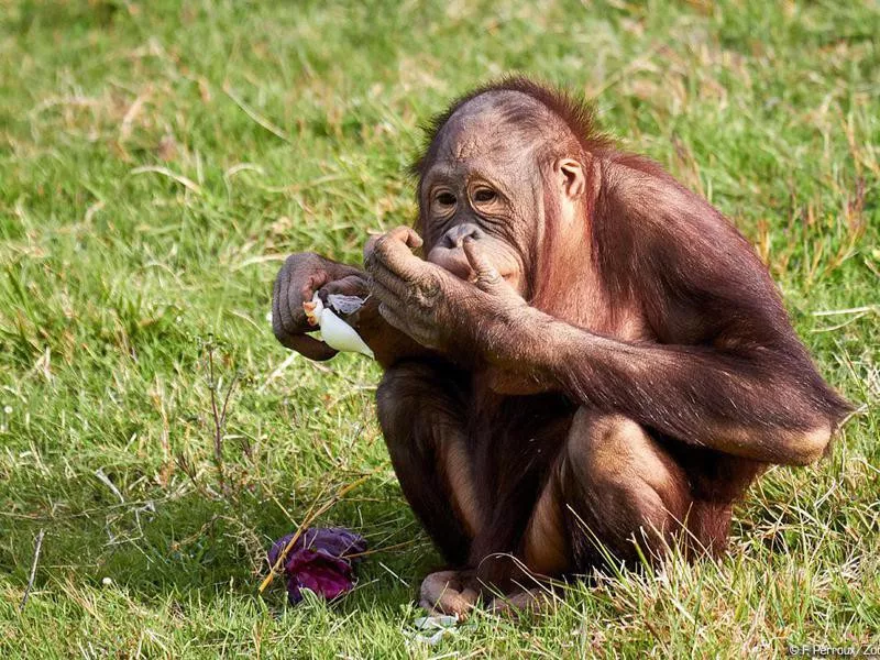 Orangutan at the Zoo de La Palmyre