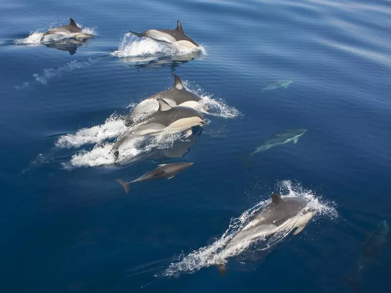 Dolphins in the Azores