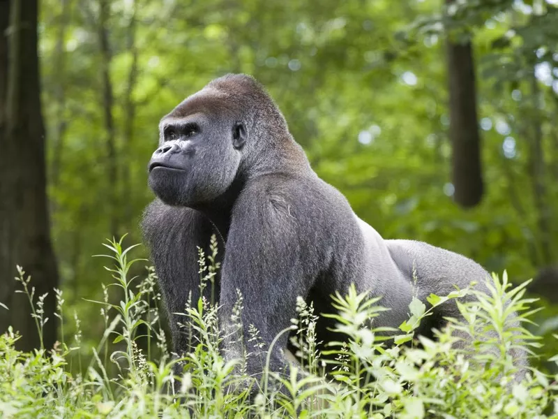 Gorilla in forest