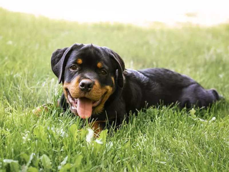 rottweiler