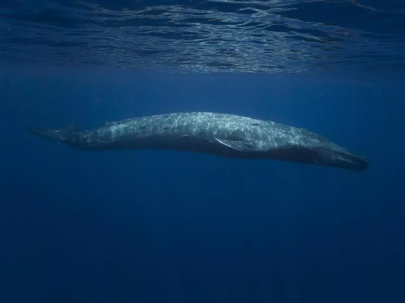 Blue Whale