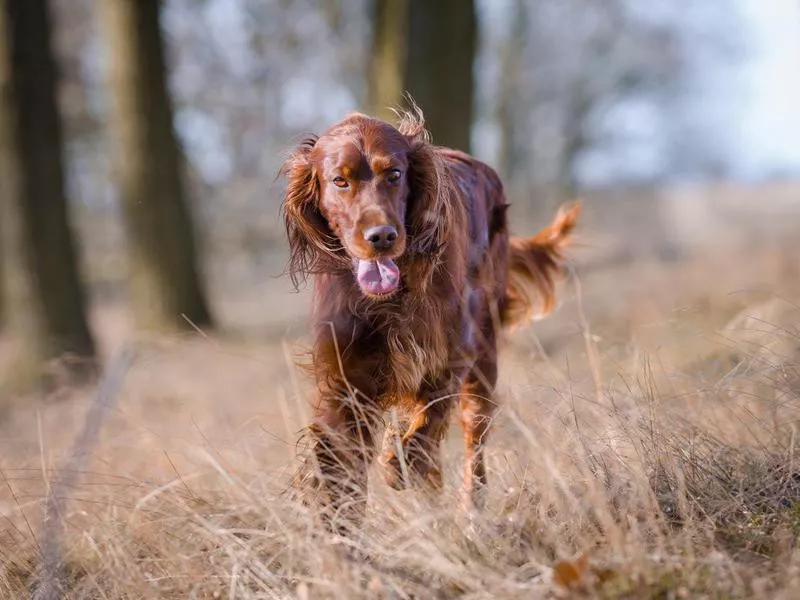 Irish Setter