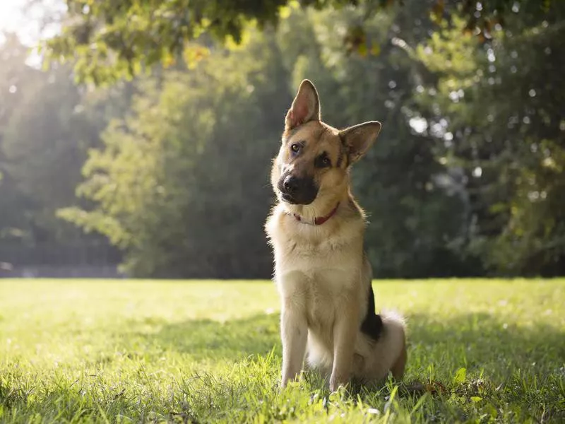 German shepard in a green park