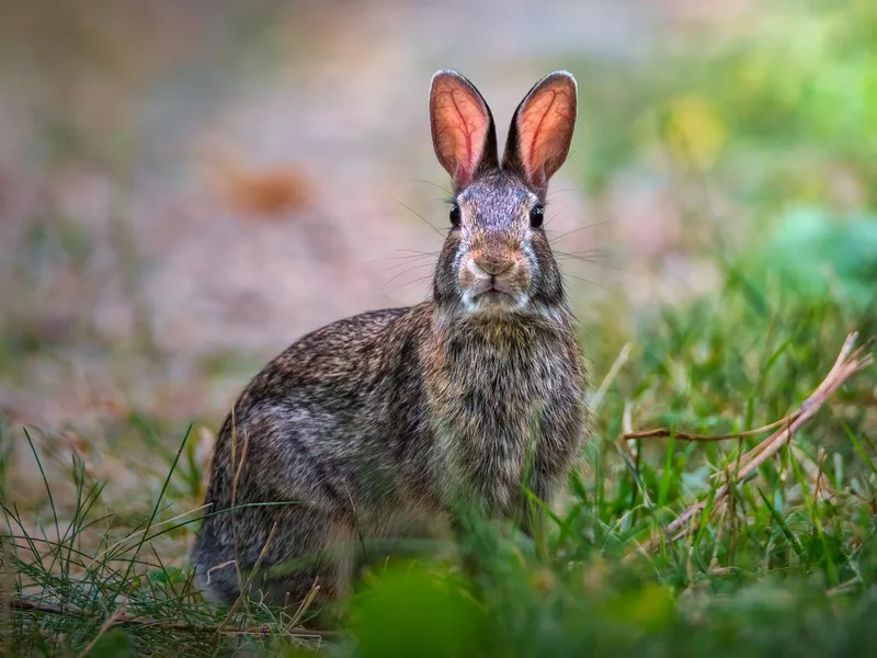 Rabbit in grass