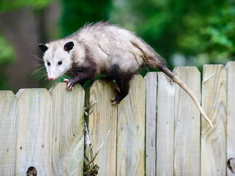 Opossum